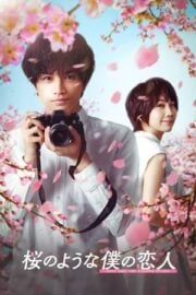 Love Like The Falling Petals Türkçe dublaj izle